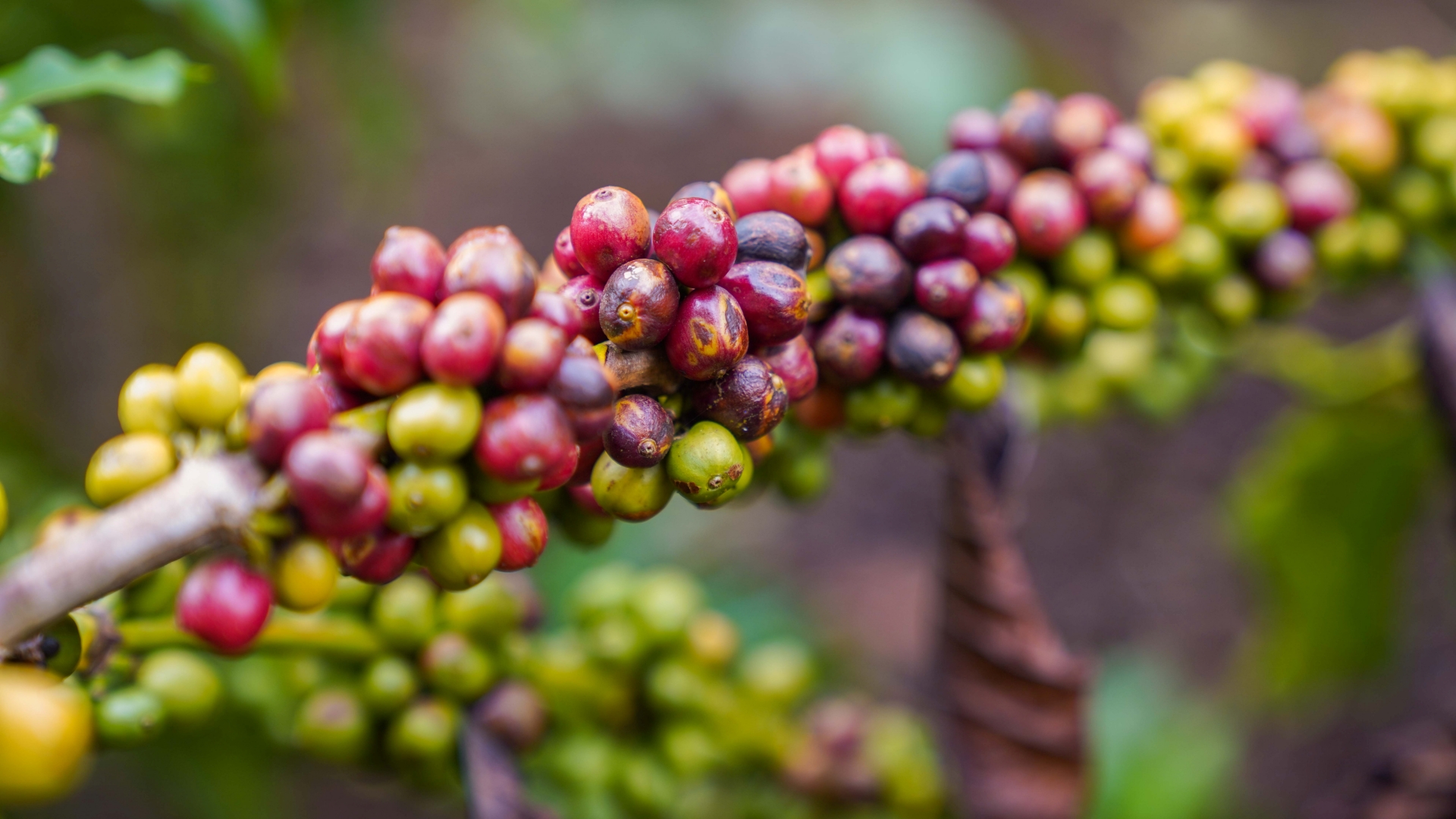 Khát vọng định danh bản sắc thương hiệu - 5