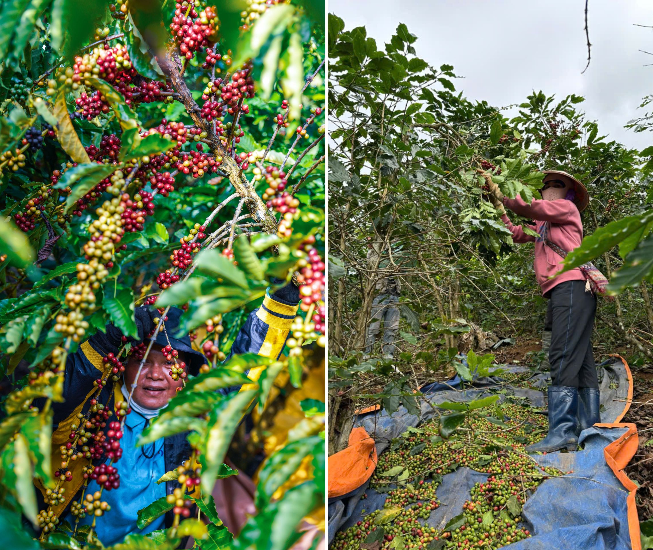 Khát vọng định danh bản sắc thương hiệu - 6