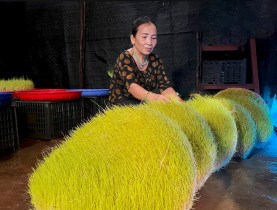  - Quảng Ngãi - Vùng đất “ngọt mềm của đường”