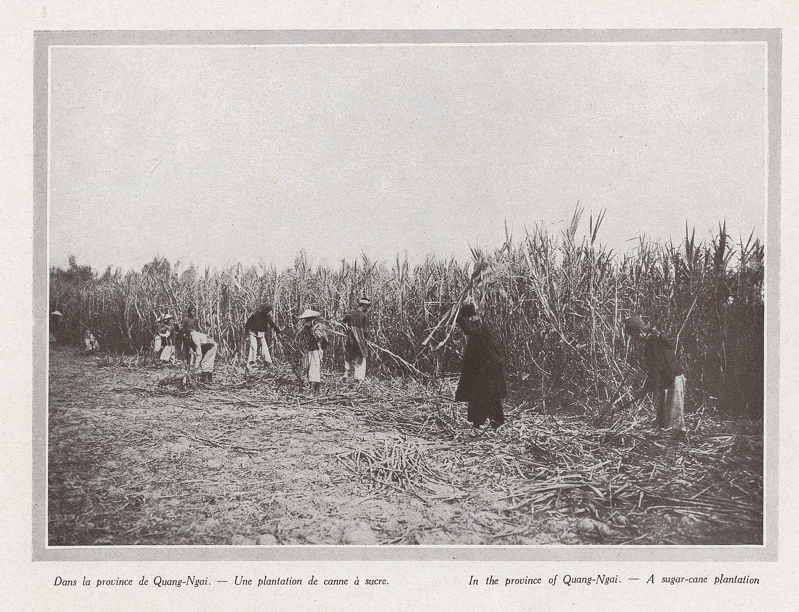 Quảng Ngãi - Vùng đất “ngọt mềm của đường” - 2