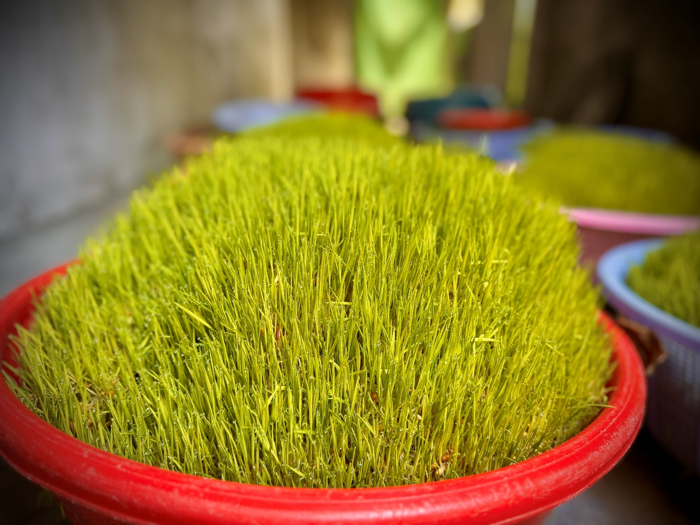 Mạch Nha - Món quà từ đồng ruộng - 1