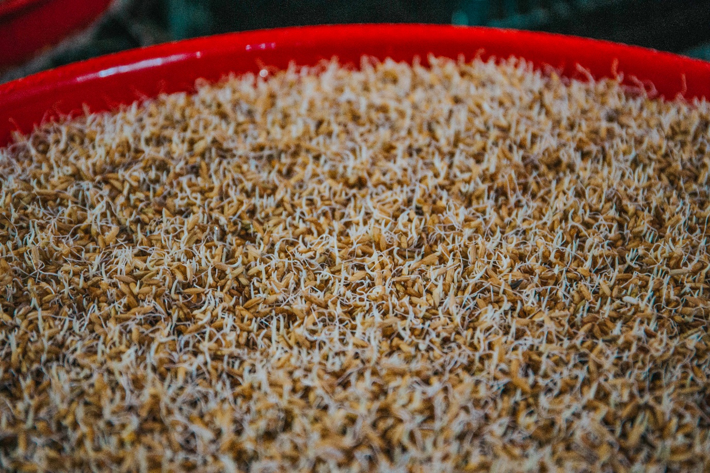 Mạch Nha - Món quà từ đồng ruộng - 5