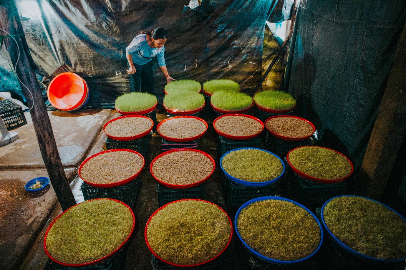 Mạch Nha - Món quà từ đồng ruộng - 6