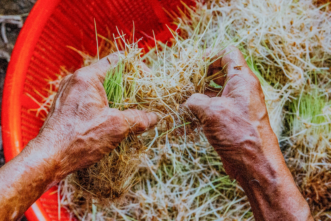 Mạch Nha - Món quà từ đồng ruộng - 8