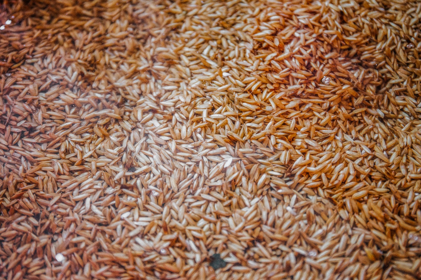 Mạch Nha - Món quà từ đồng ruộng - 4