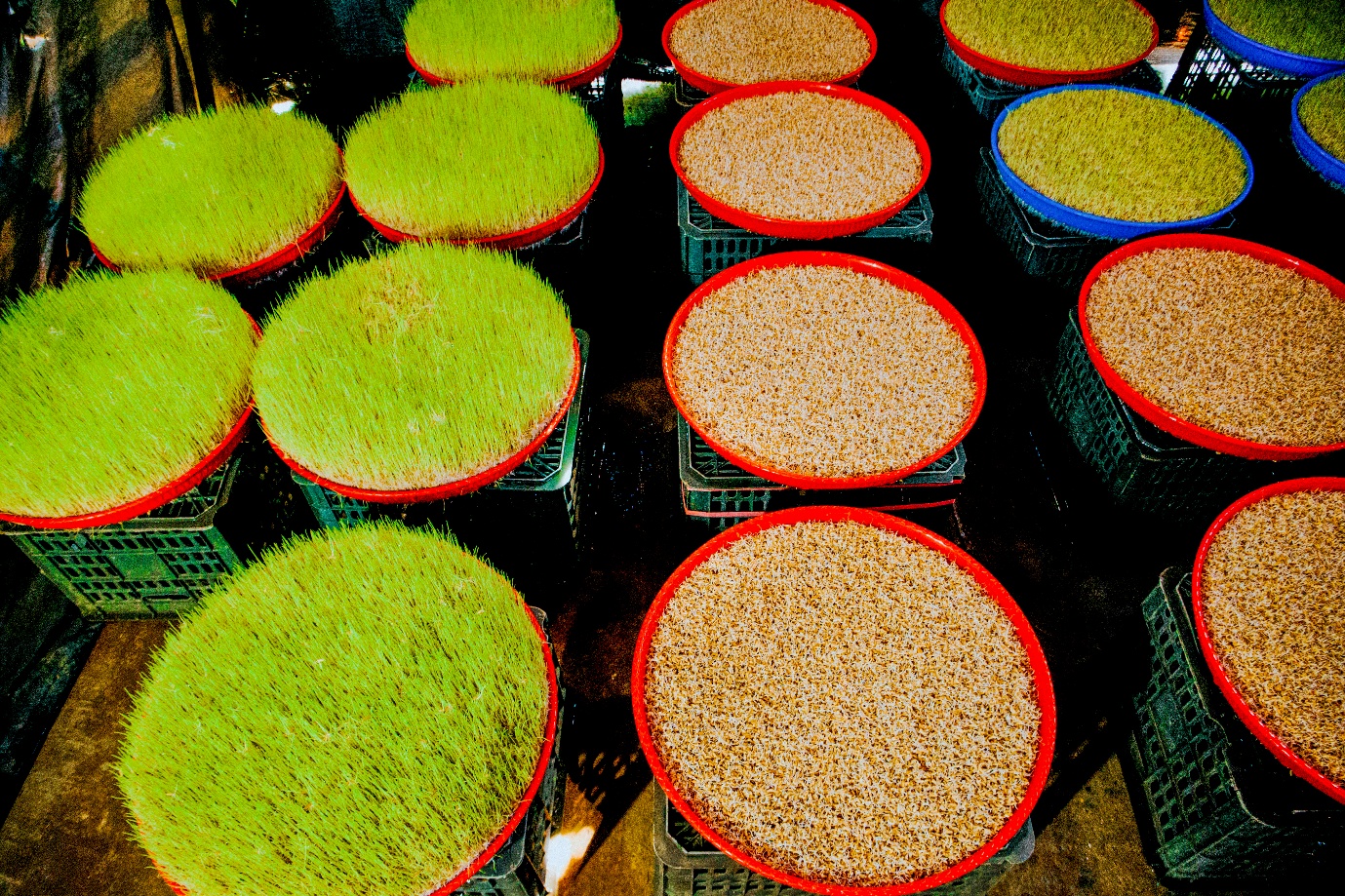 Mạch Nha - Món quà từ đồng ruộng - 7