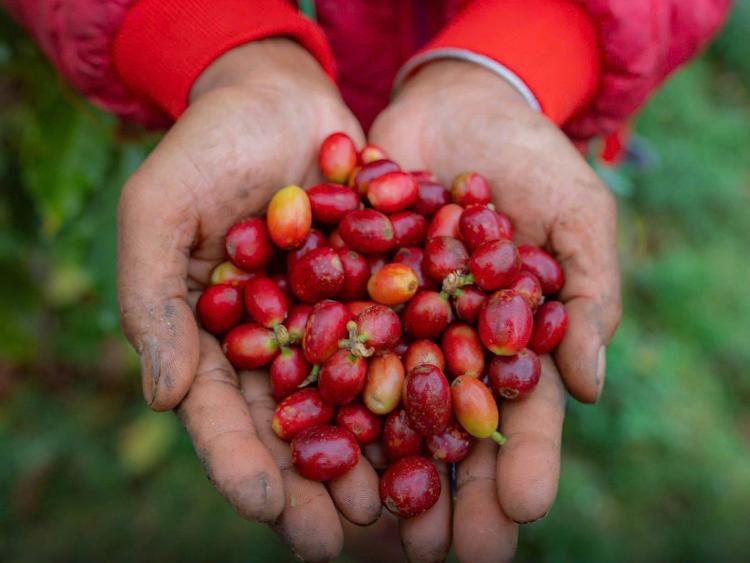 Đại sứ văn hóa mới của Măng Đen