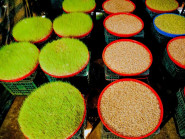 Mạch nha - Món quà từ đồng ruộng