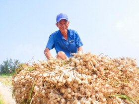“Vàng trắng” ở Lý Sơn