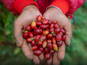 Đại sứ văn hóa mới của Măng Đen