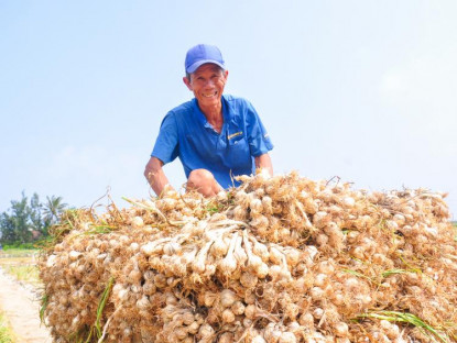 “Vàng trắng” ở Lý Sơn