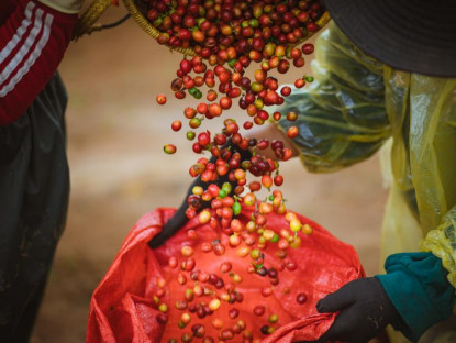 Cà phê Măng Đen: Bản giao hưởng hương vị từ đại ngàn
