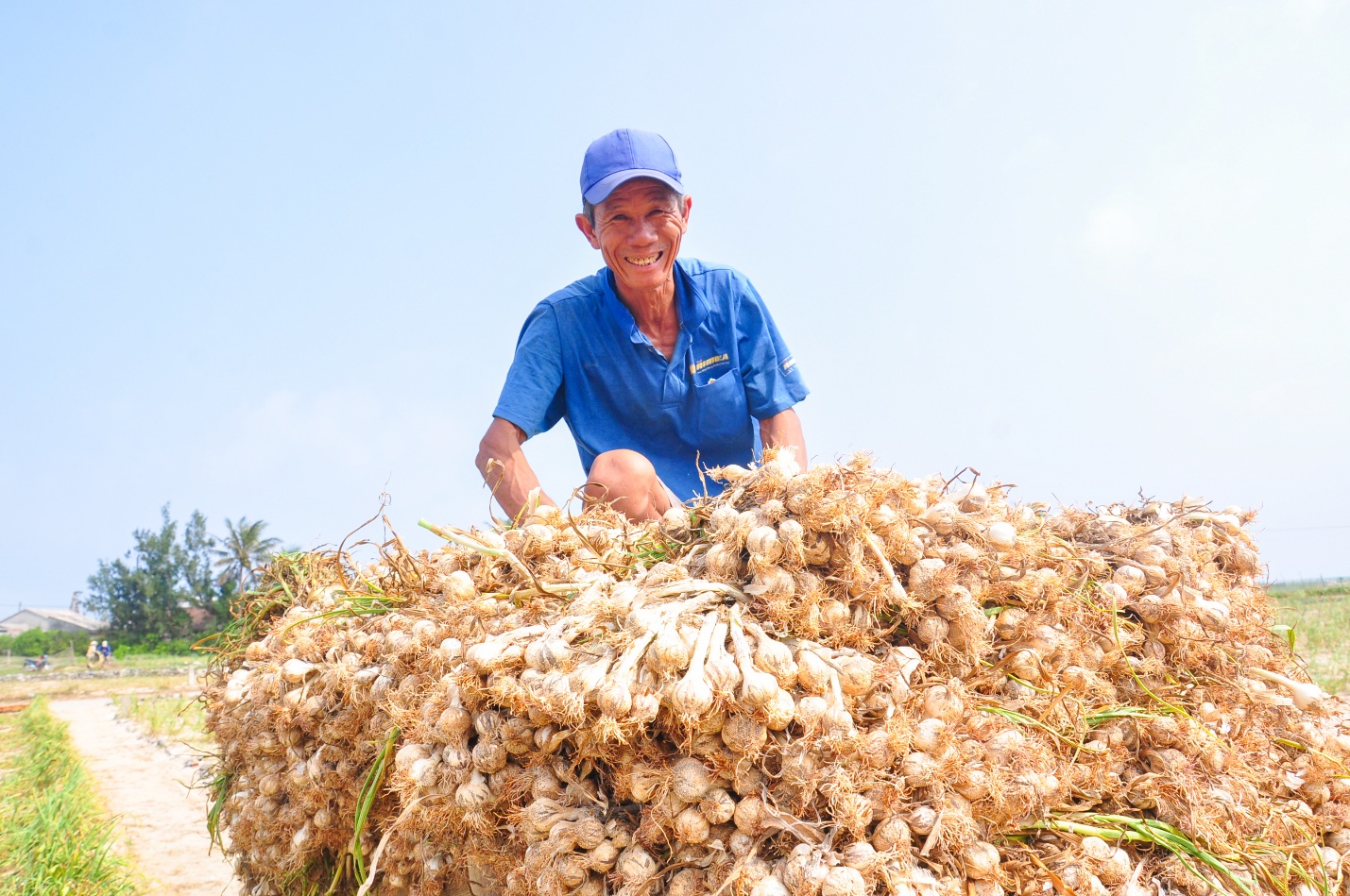 “Vàng trắng” ở Lý Sơn - 2