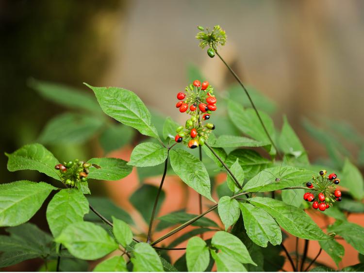 Sâm Ngọc Linh - Quốc bảo Việt Nam