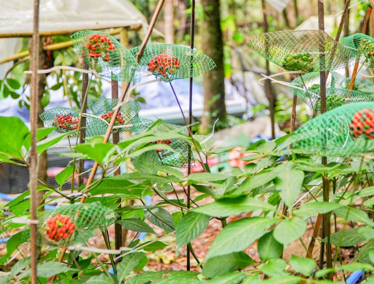 Những cái tên gắn với loài sâm quốc bảo