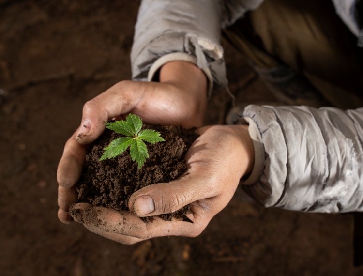 Măng Ri - Giữ hồn rừng già để bảo tồn quốc bảo