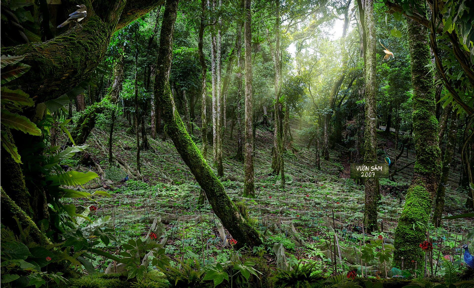 Sâm Ngọc Linh - Món quà quý của rừng - 5