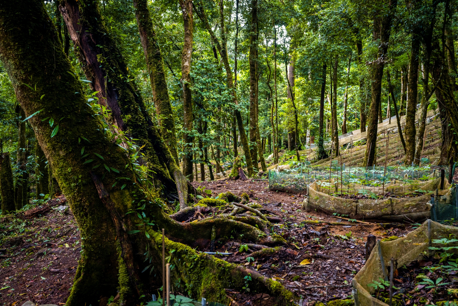 Sâm Ngọc Linh - Món quà quý của rừng - 1