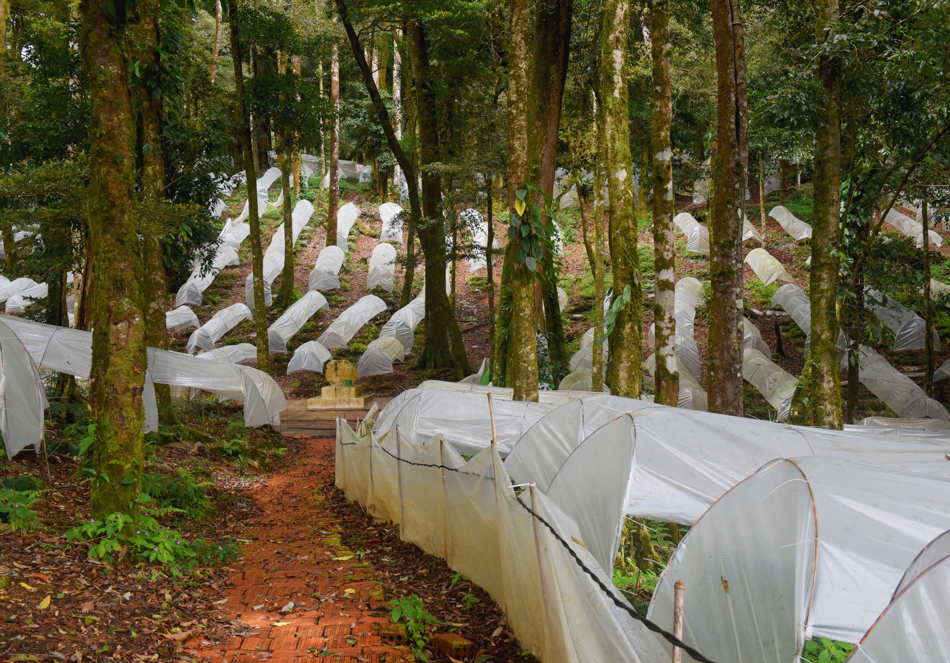 Sâm Ngọc Linh - Món quà quý của rừng - 8