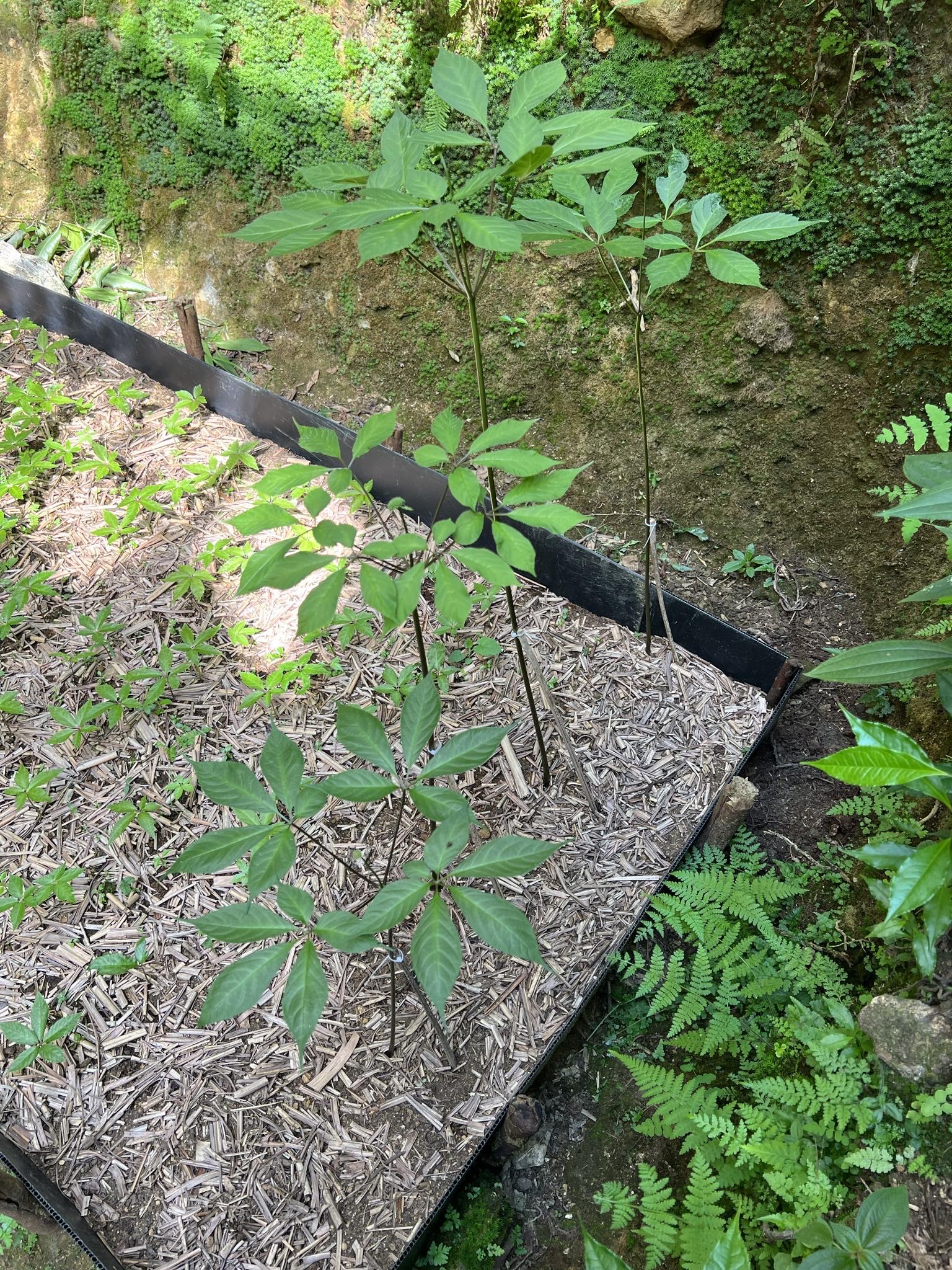 Sâm Ngọc Linh - Món quà quý của rừng - 9