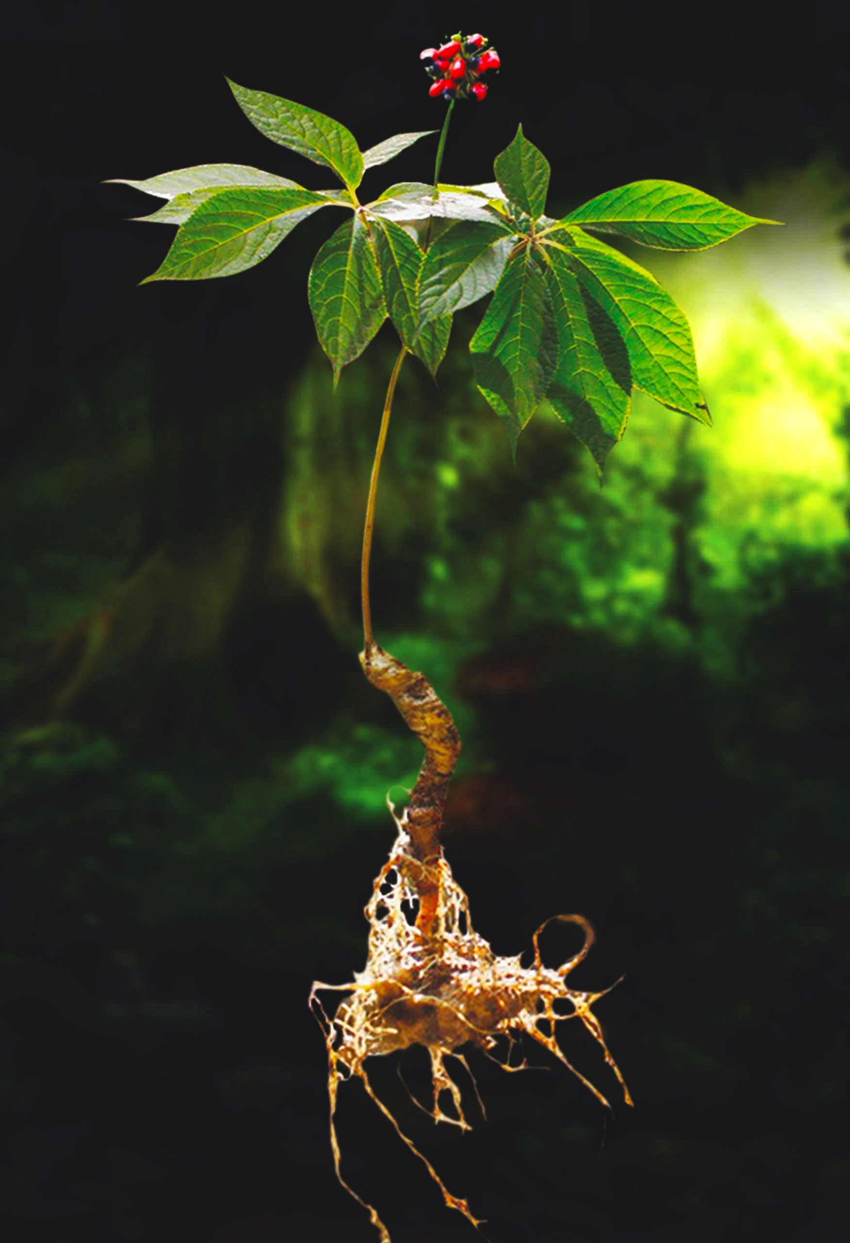 Những cái tên gắn với loài sâm quốc bảo - 2