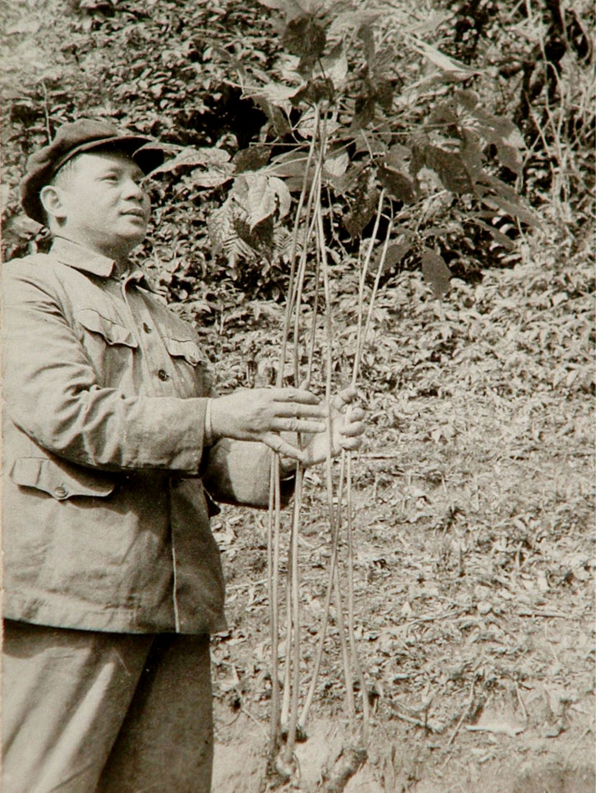 Những cái tên gắn với loài sâm quốc bảo - 1