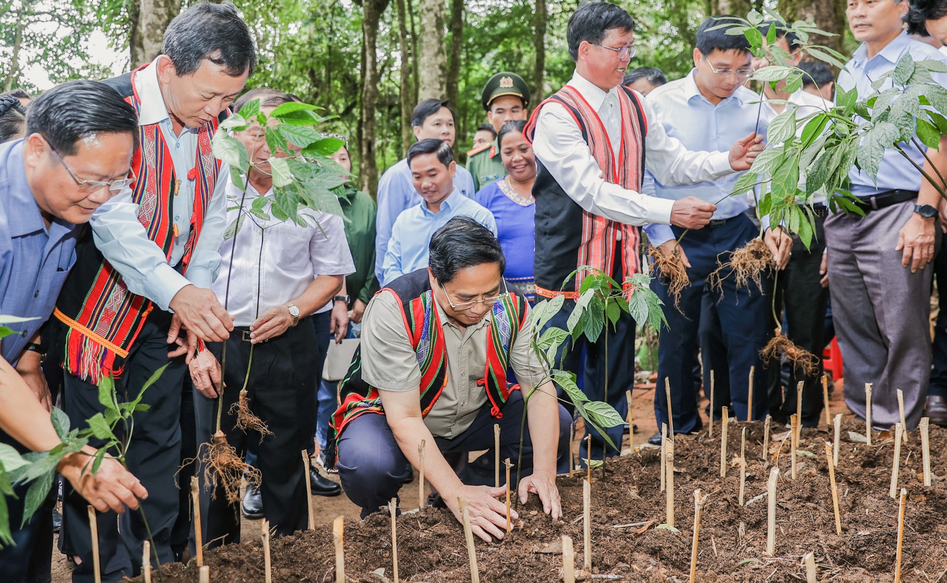 Những cái tên gắn với loài sâm quốc bảo - 3