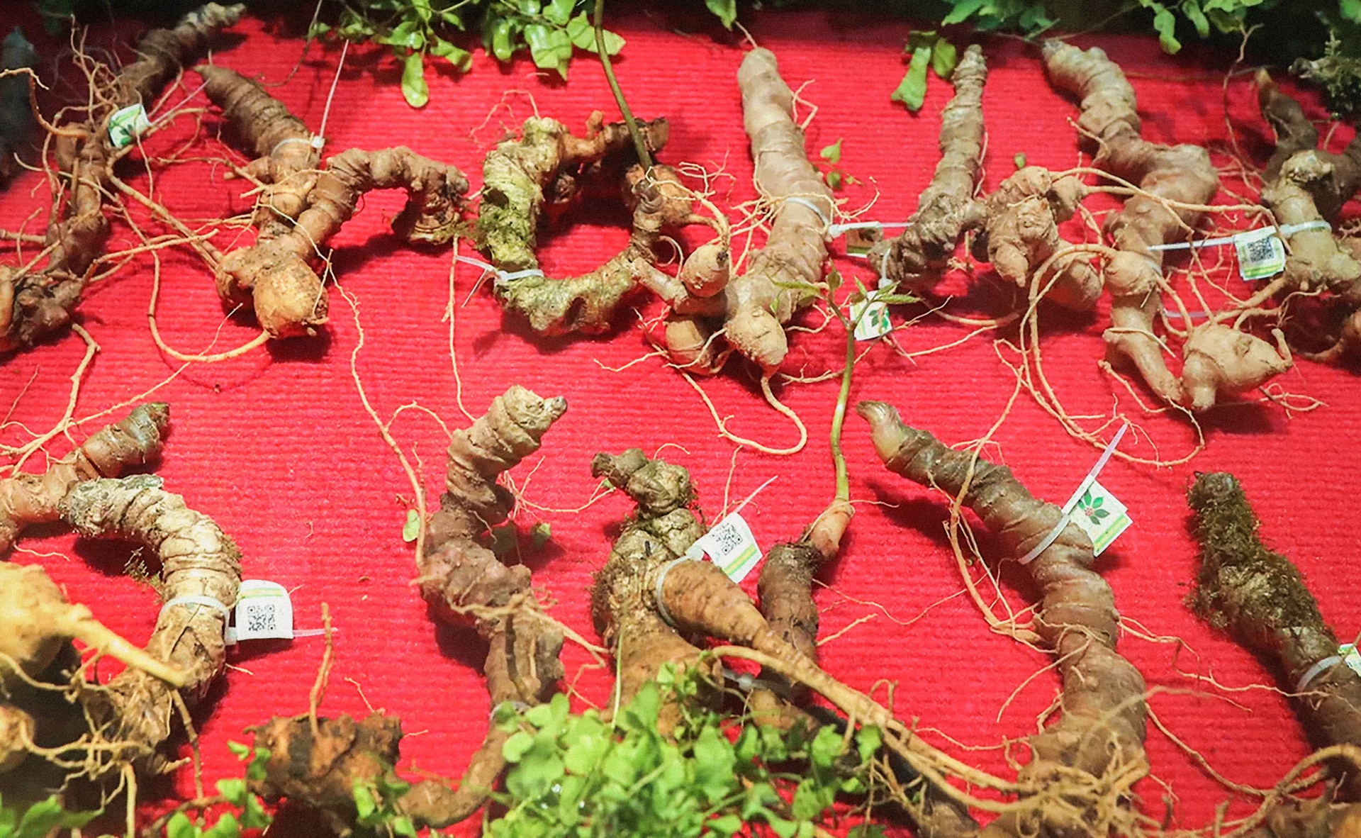 Những cái tên gắn với loài sâm quốc bảo - 5