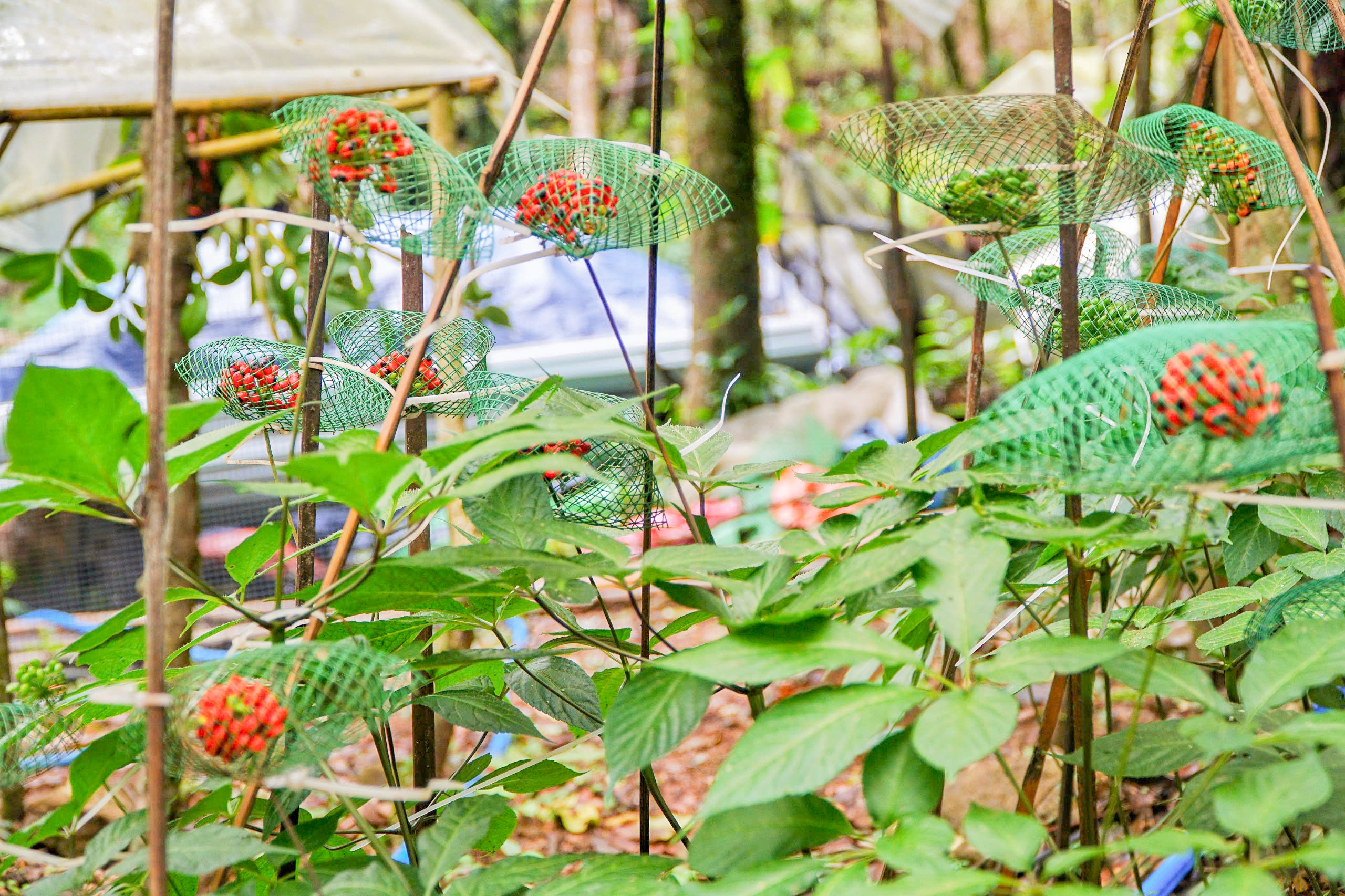 Những cái tên gắn với loài sâm quốc bảo - 6