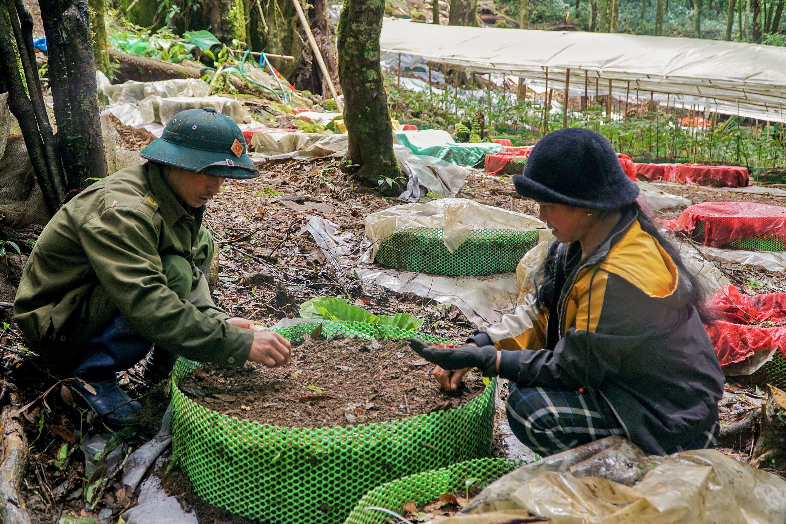 Những cái tên gắn với loài sâm quốc bảo - 7