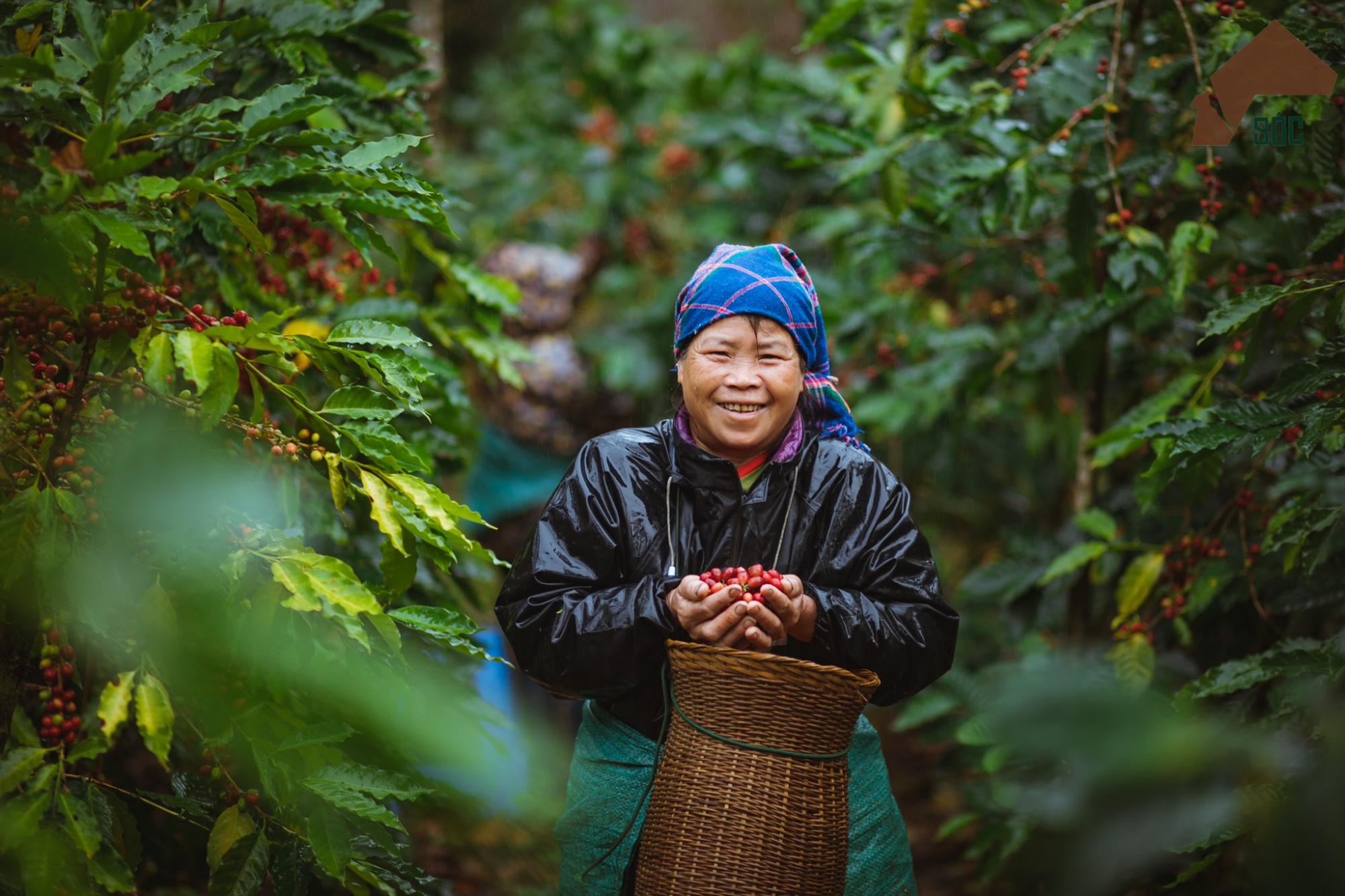 Bản giao hưởng hương vị từ đại ngàn - 4