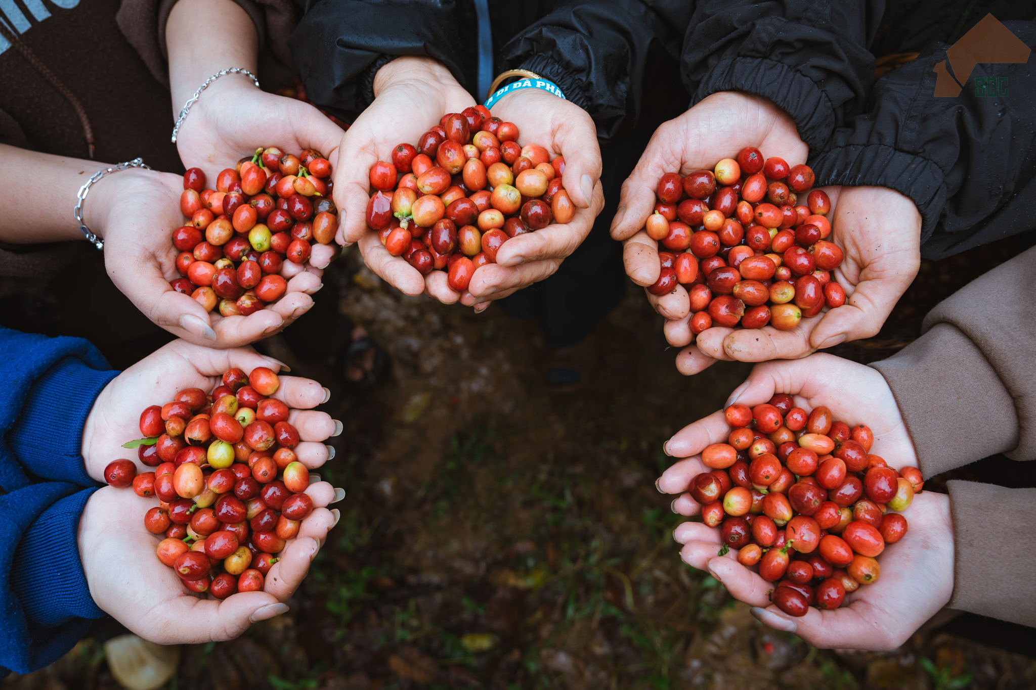 Bản giao hưởng hương vị từ đại ngàn - 8