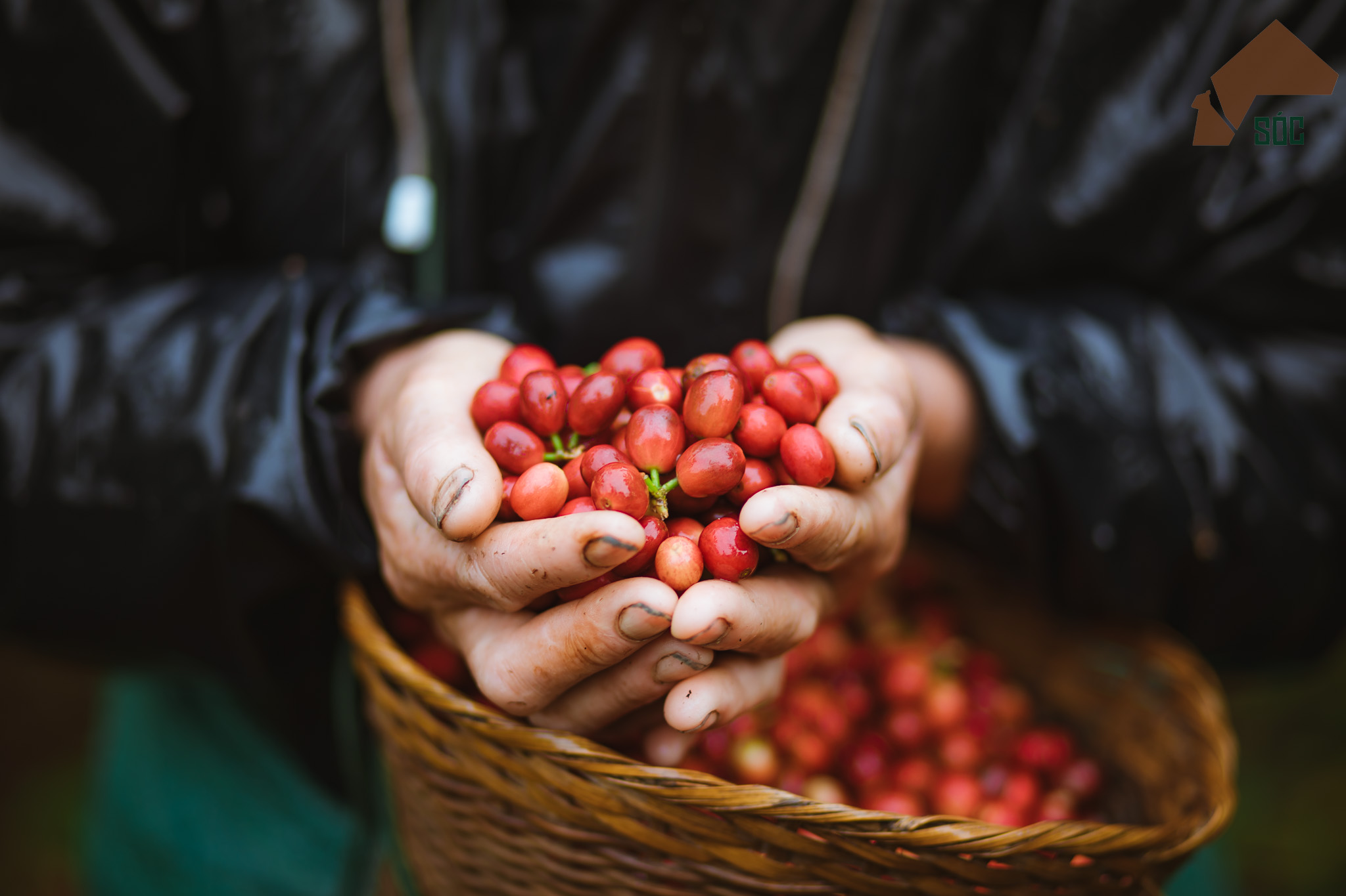 Đại sứ văn hóa mới của Măng Đen - 10