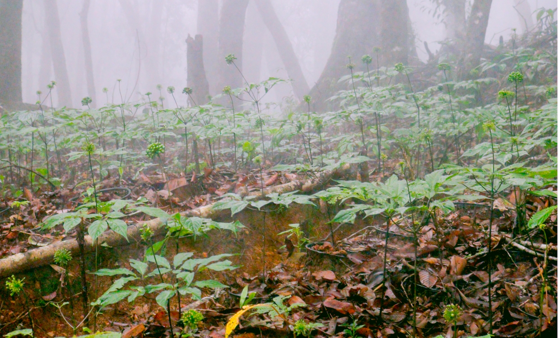 Măng Ri - Giữ hồn rừng già để bảo tồn quốc bảo - 1