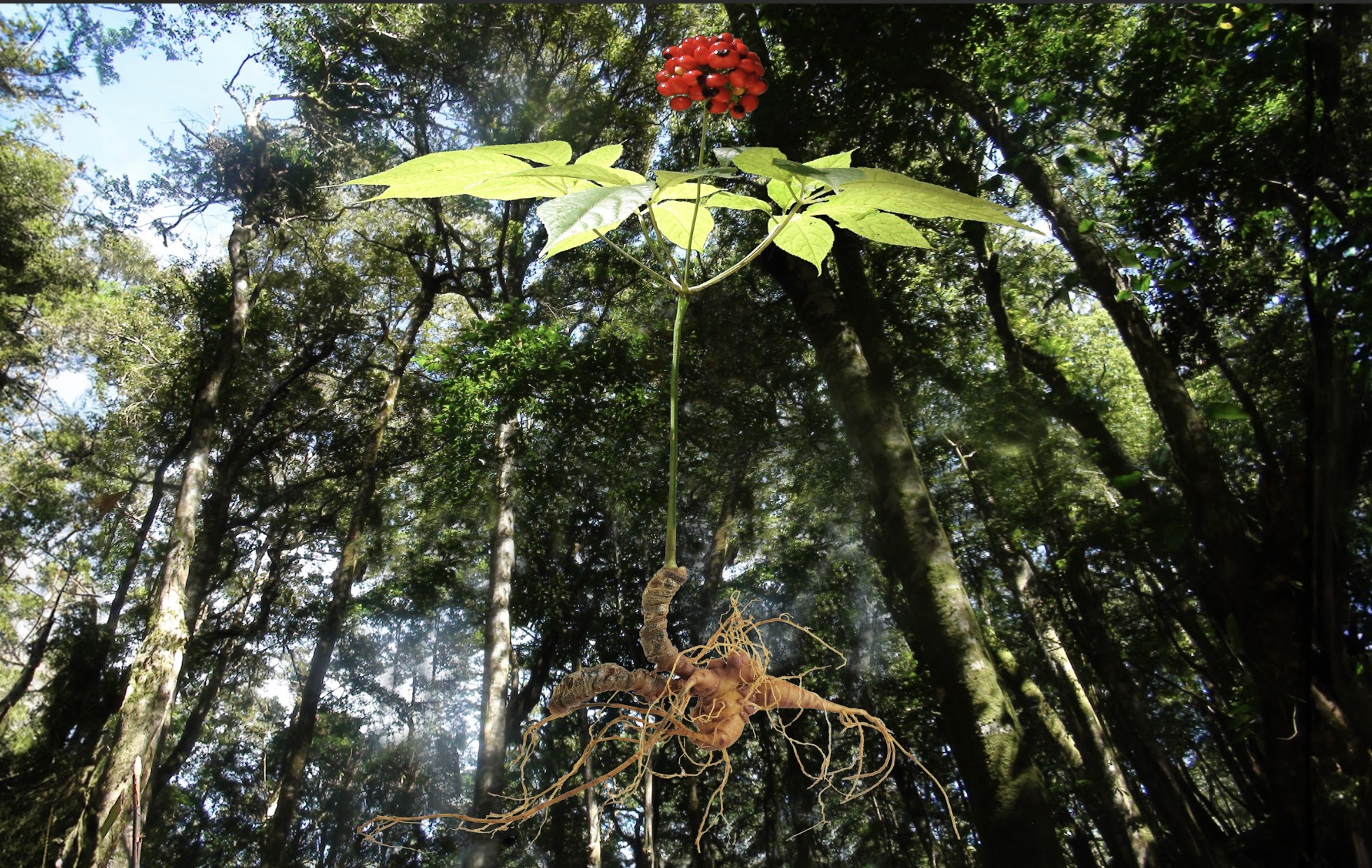 Sâm Ngọc Linh - Món quà quý của rừng - 4