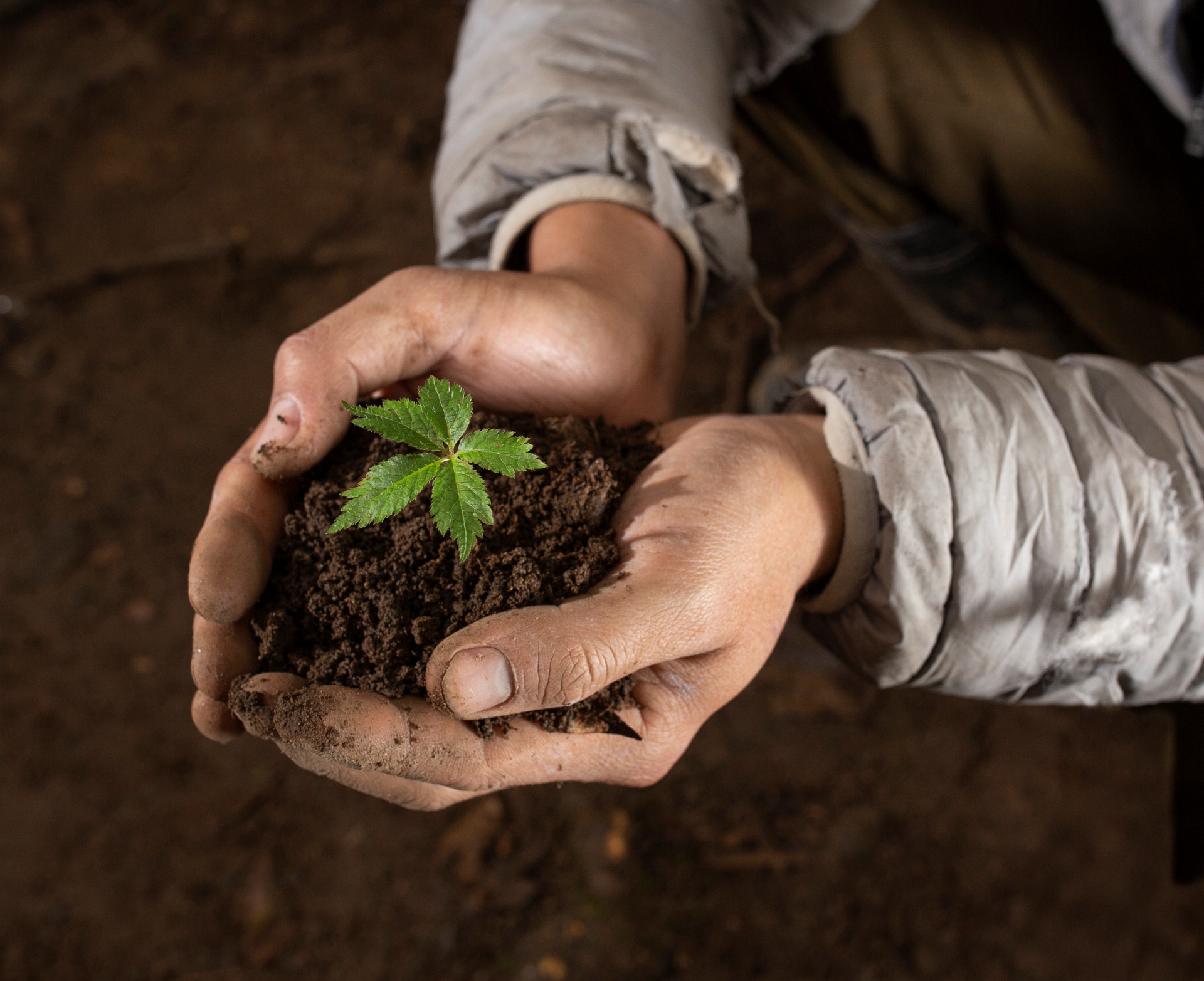 Măng Ri - Giữ hồn rừng già để bảo tồn quốc bảo - 3