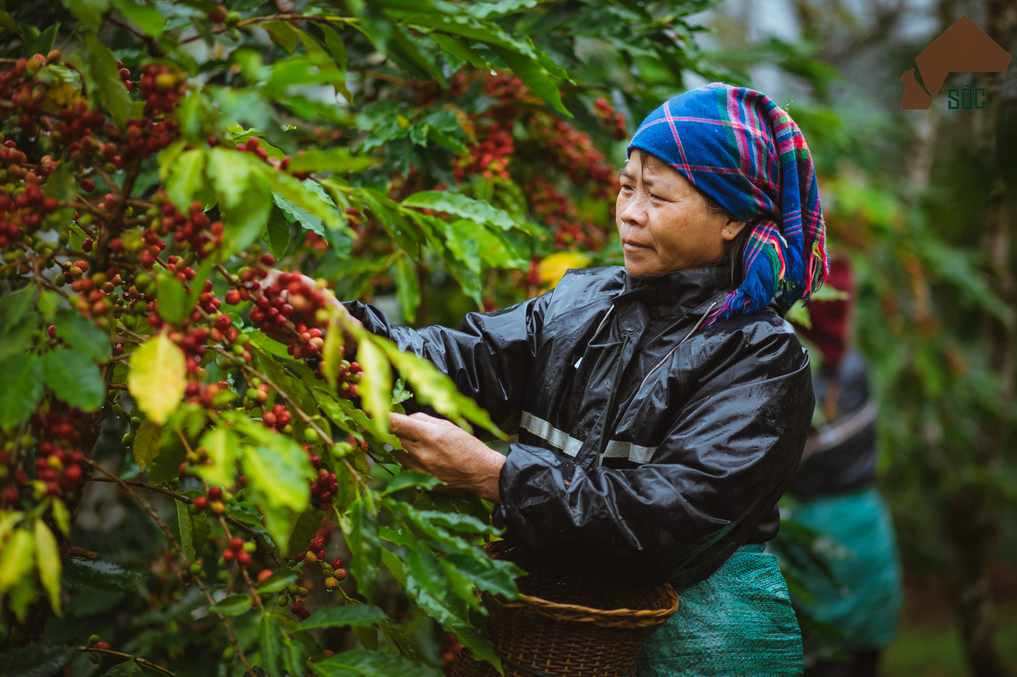 Khát vọng định danh bản sắc thương hiệu - 5