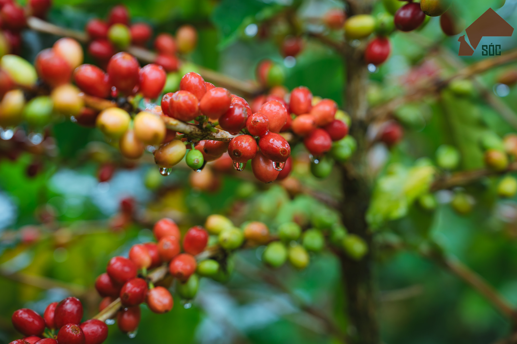 Khát vọng định danh bản sắc thương hiệu - 6