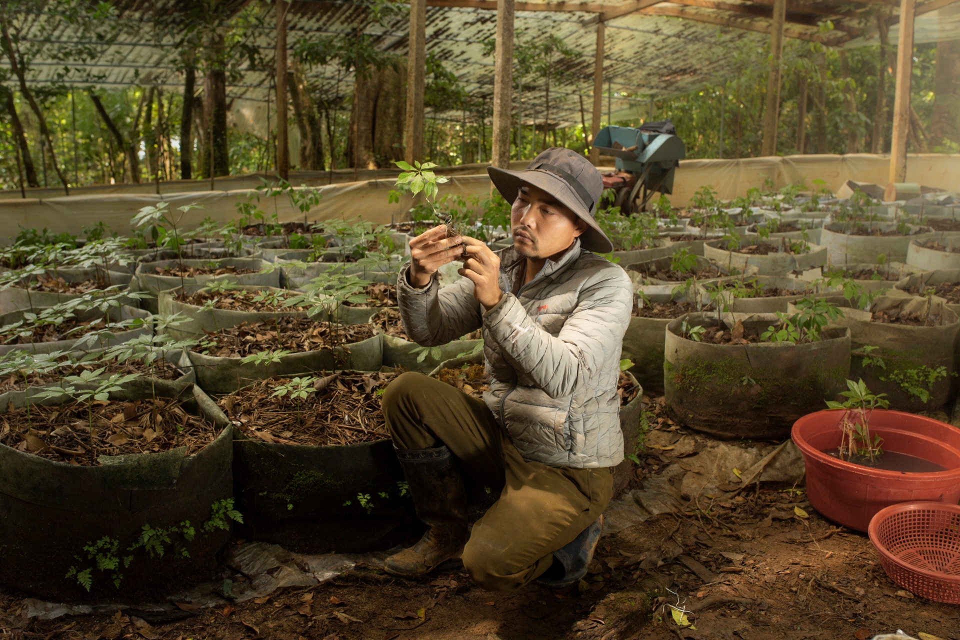 Trà Sâm Ngọc Linh hòa tan: Sứ giả biến báu vật thành người bạn sức khỏe mọi nhà - 4
