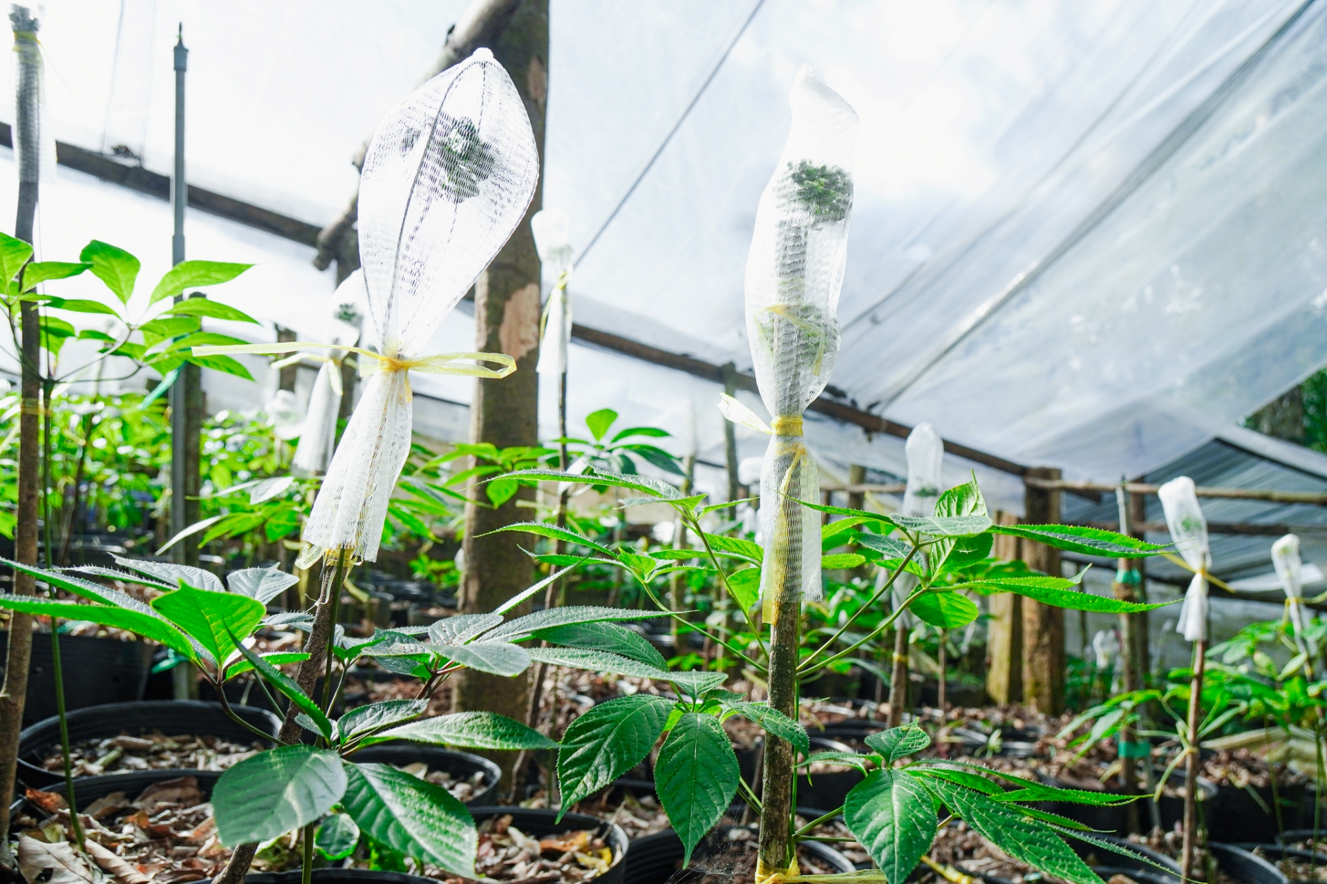 Trà Sâm Ngọc Linh hòa tan: Sứ giả biến báu vật thành người bạn sức khỏe mọi nhà - 6