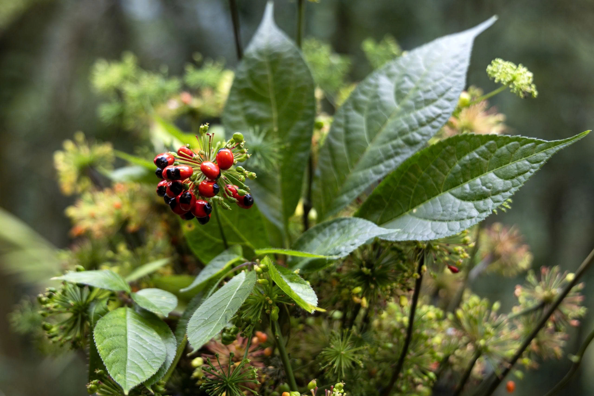 Trà Sâm Ngọc Linh hòa tan: Sứ giả biến báu vật thành người bạn sức khỏe mọi nhà - 7