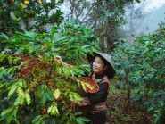 Du khảo - Clip: Đến Măng Đen, thưởng thức vị ngon của cà phê Arabica