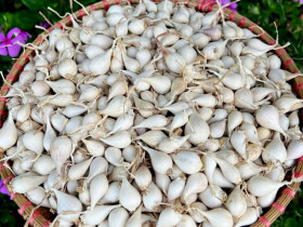  - Clip: Nâng tầm thương hiệu cho sản phẩm tỏi Lý Sơn