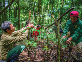  - Sâm Ngọc Linh - Món quà quý của rừng
