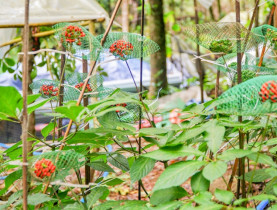  - Những cái tên gắn với loài sâm quốc bảo