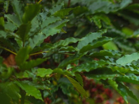 Đại sứ văn hóa mới của Măng Đen