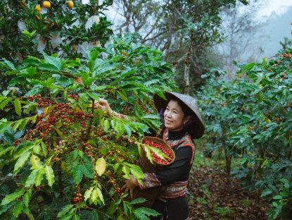 - Đến Măng Đen, thưởng thức vị ngon của cà phê Arabica