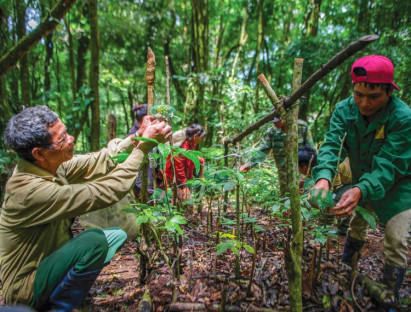 Sâm Ngọc Linh - Món quà quý của rừng
