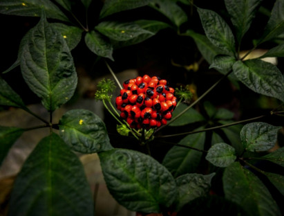  - Trà Sâm Ngọc Linh hòa tan: Sứ giả biến báu vật thành người bạn sức khỏe mọi nhà