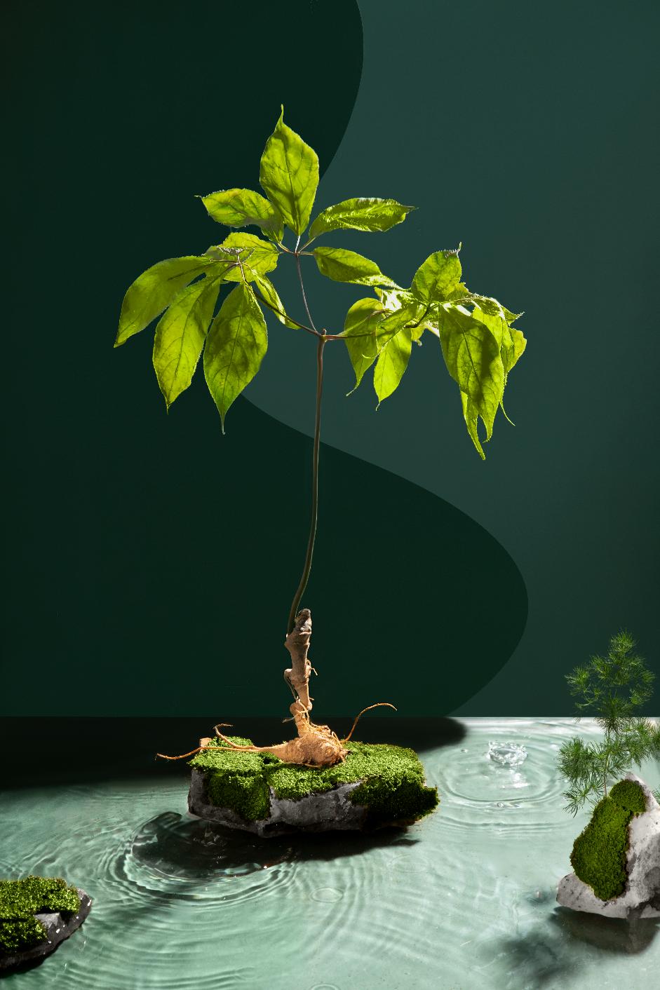 K5 Sâm mật ong: Món quà quý kết hợp giữa Đông y và y học hiện đại - 2